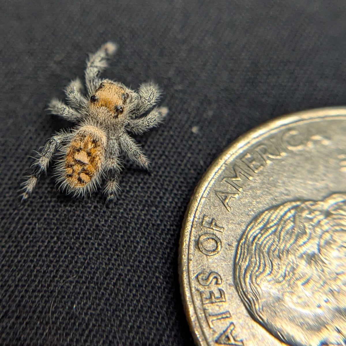Regal Jumping Spider "Goldilocks"