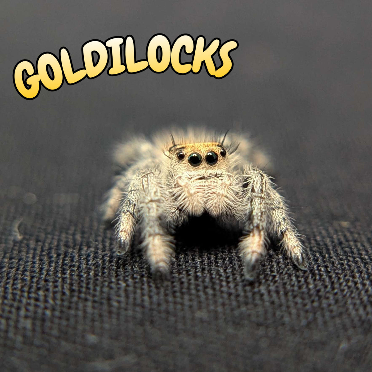Regal Jumping Spider "Goldilocks"