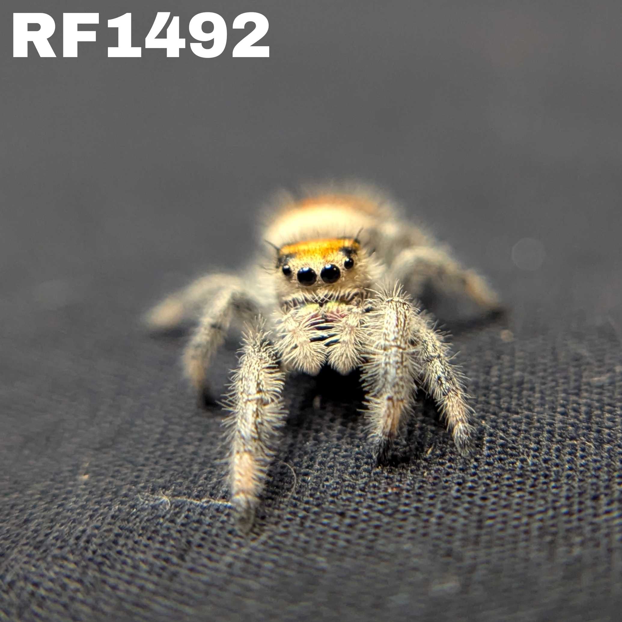 Regal Jumping Spider "Ginger"