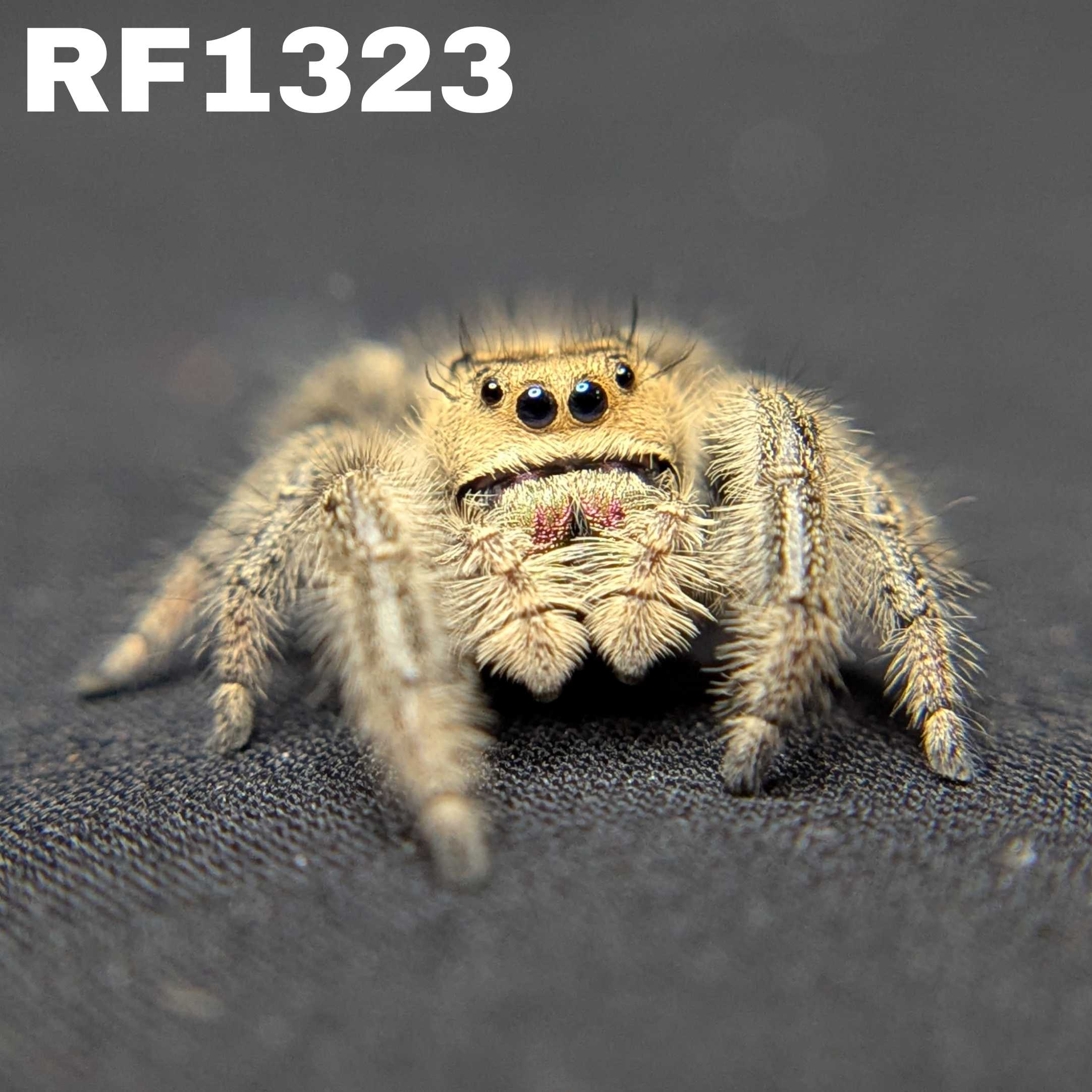 Regal Jumping Spider "Love"