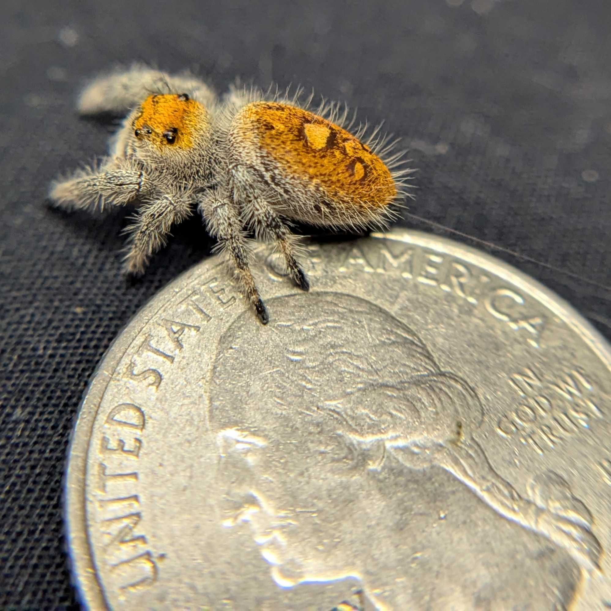 Regal Jumping Spider "Autumn"