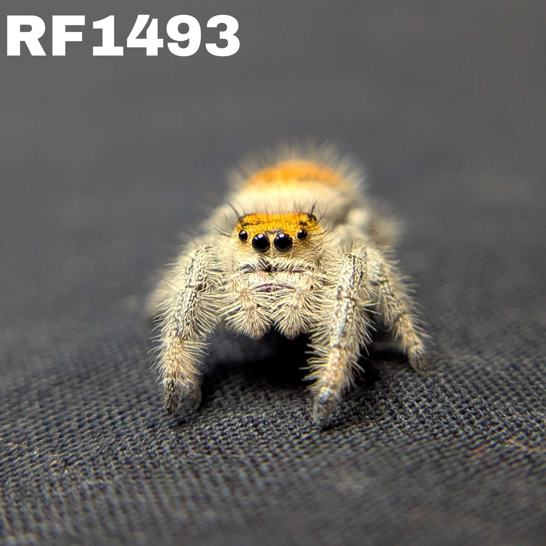 Regal Jumping Spider "Autumn"