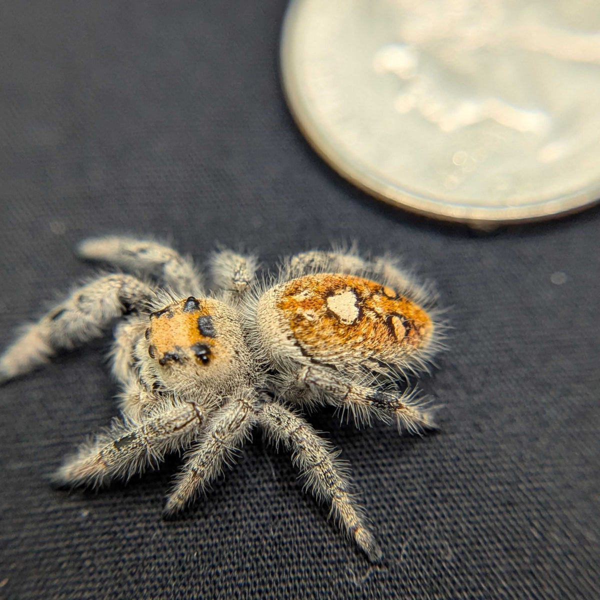Regal Jumping Spider "Andromeda"