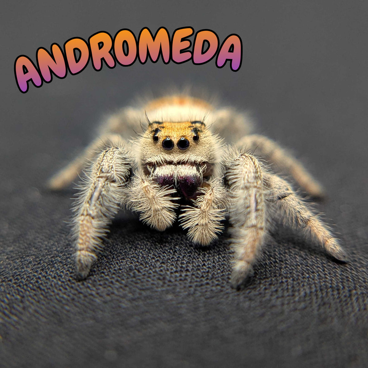 Regal Jumping Spider "Andromeda"
