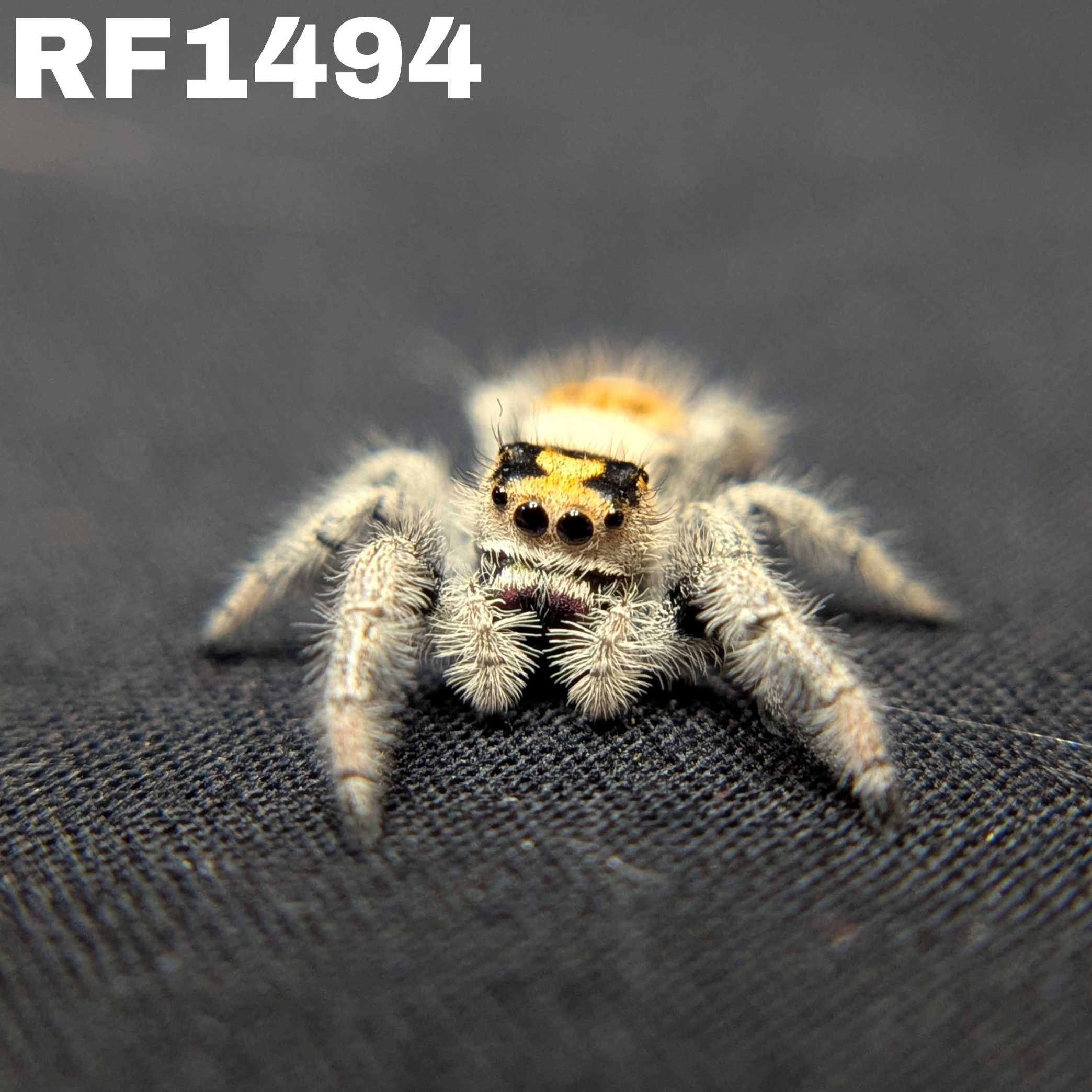 Regal Jumping Spider “Torch”