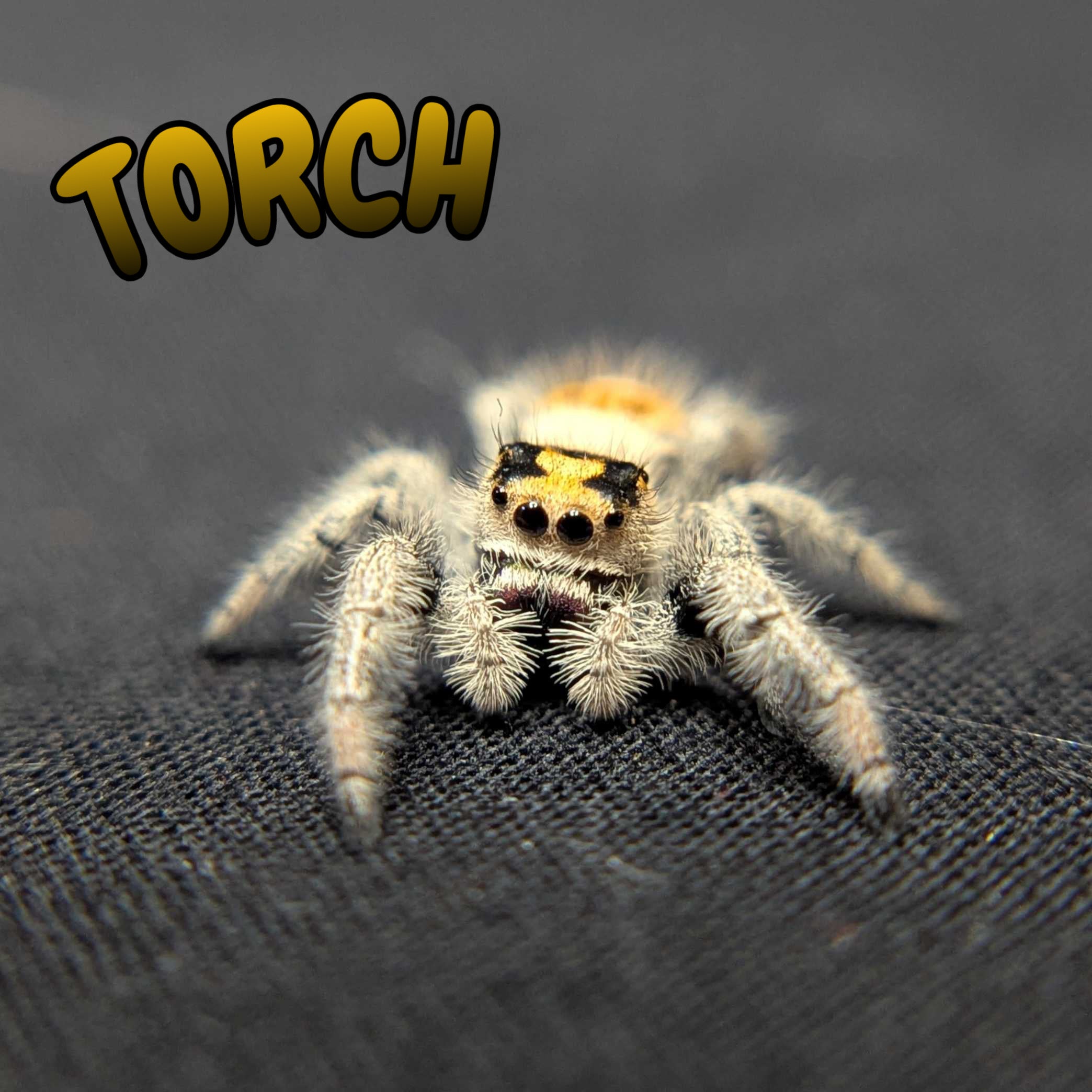 Regal Jumping Spider “Torch”