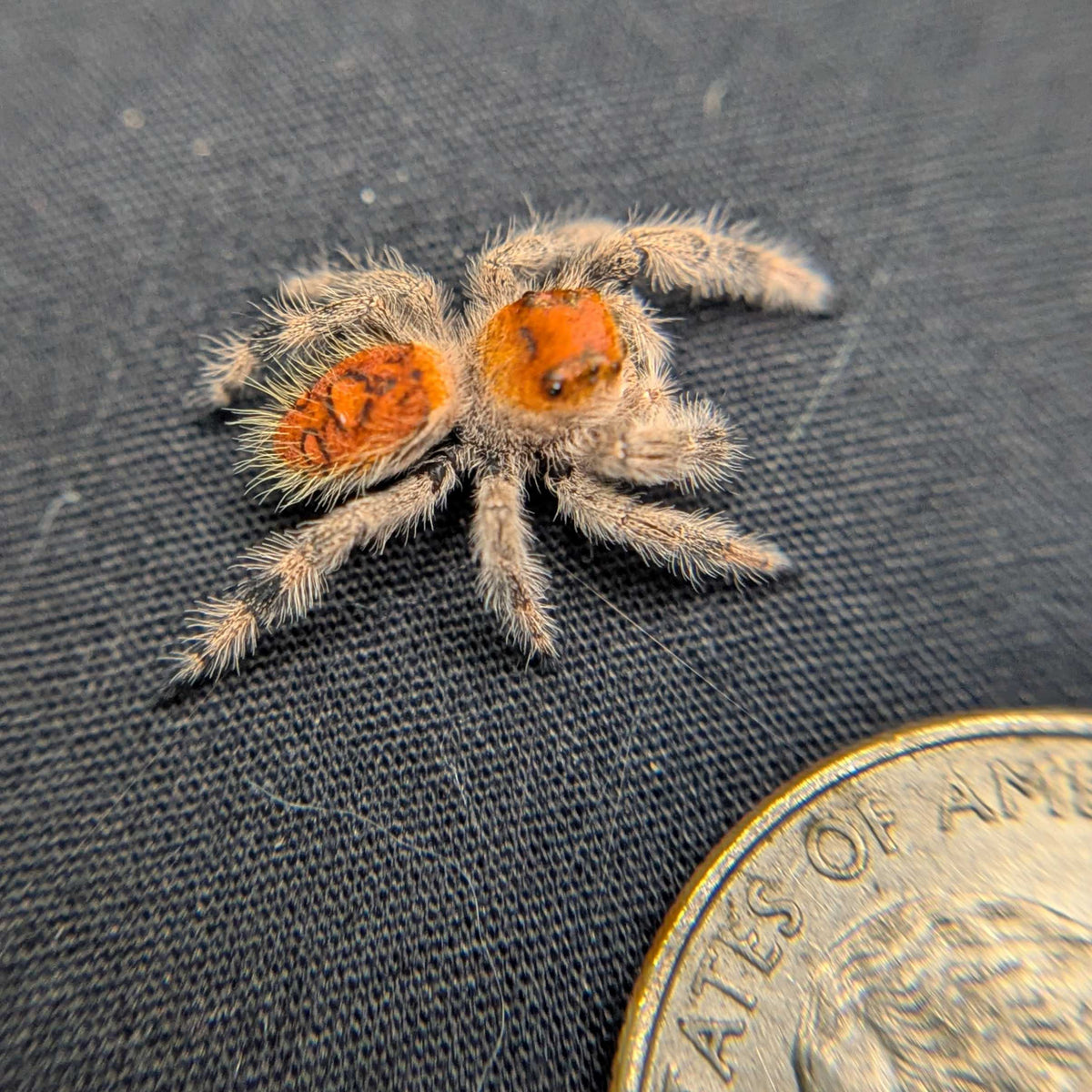Regal Jumping Spider “Bonbon”