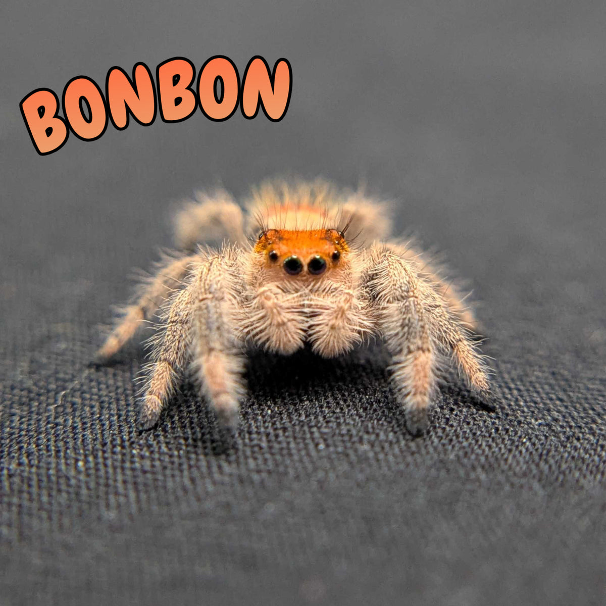 Regal Jumping Spider “Bonbon”