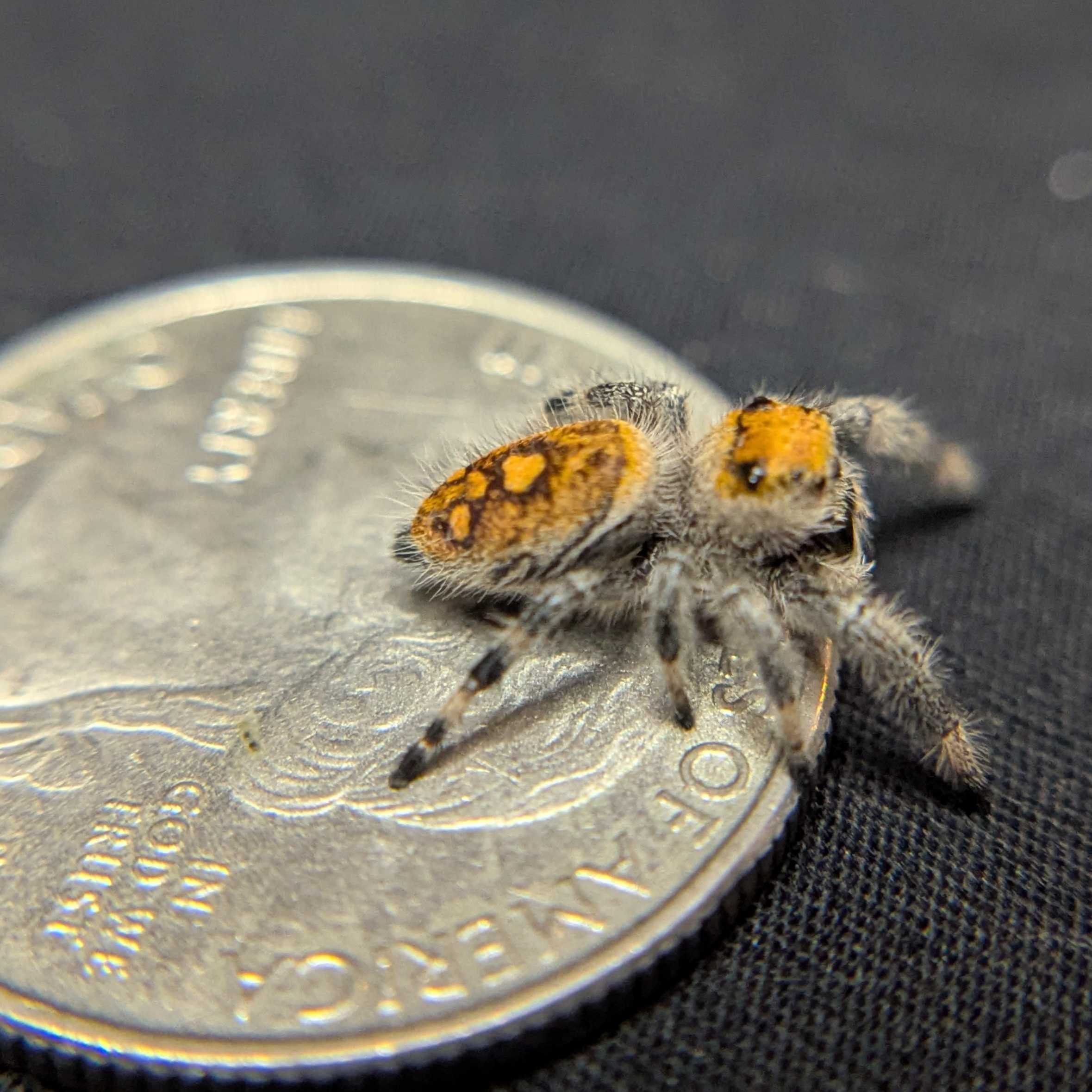 Regal Jumping Spider “Spice”