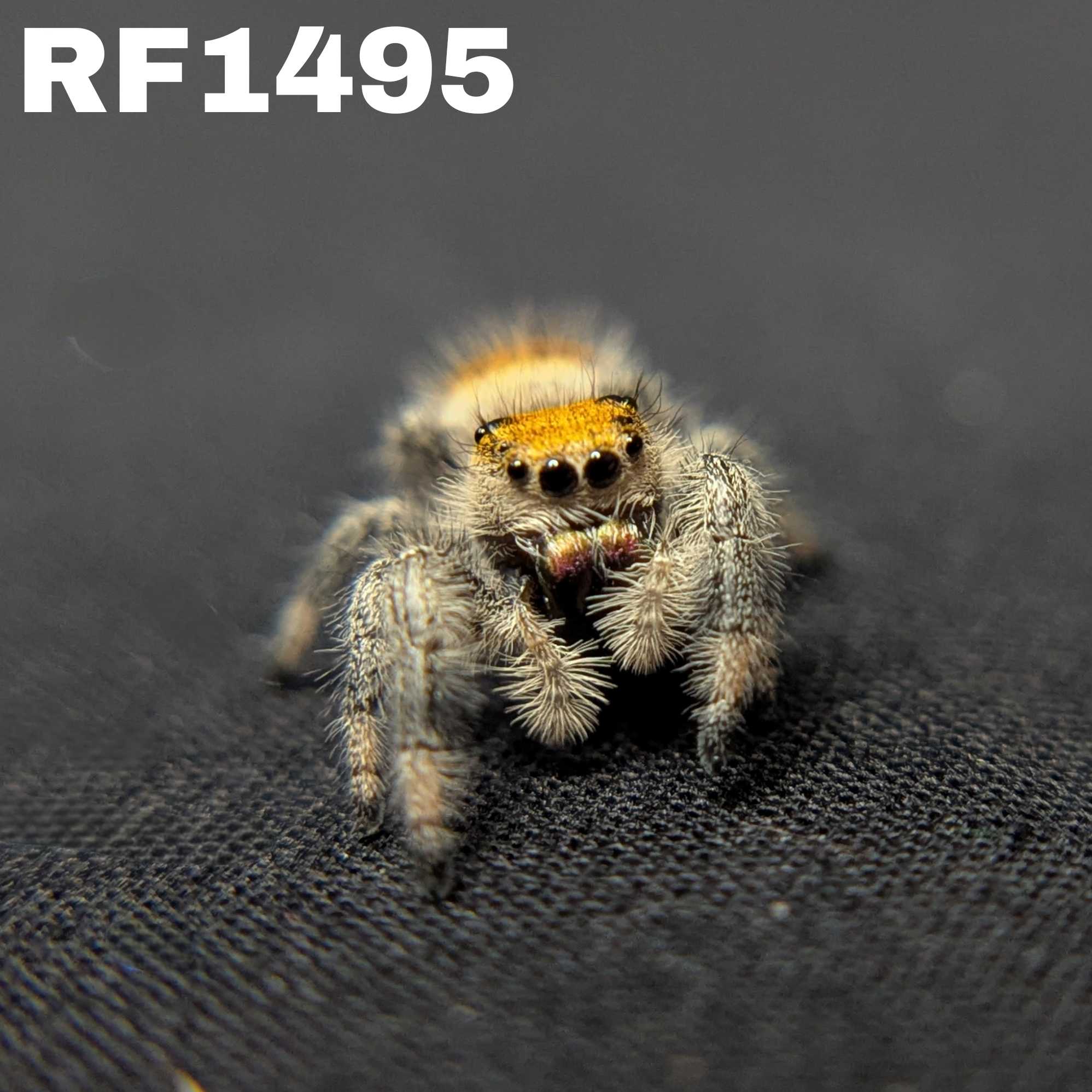 Regal Jumping Spider “Spice”