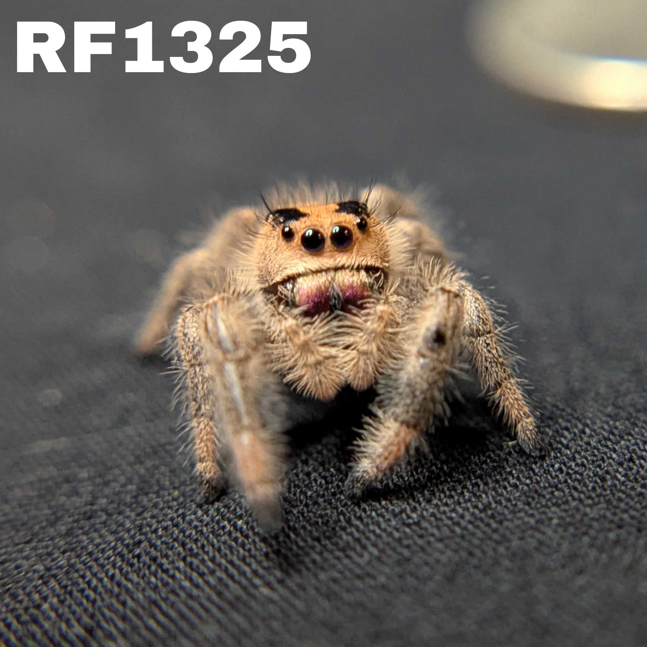 Regal Jumping Spider "Peach"