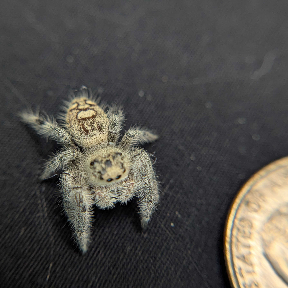 Regal Jumping Spider "Grace"
