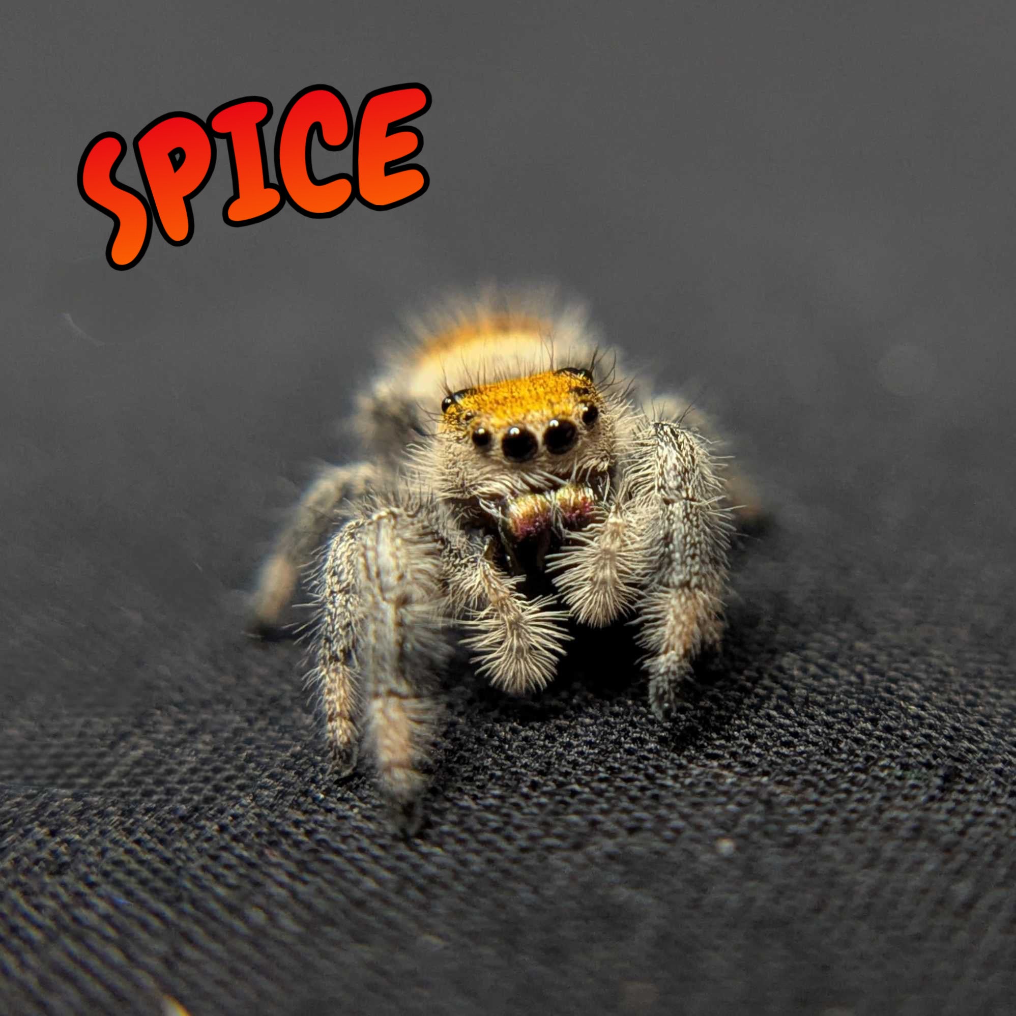 Regal Jumping Spider “Spice”