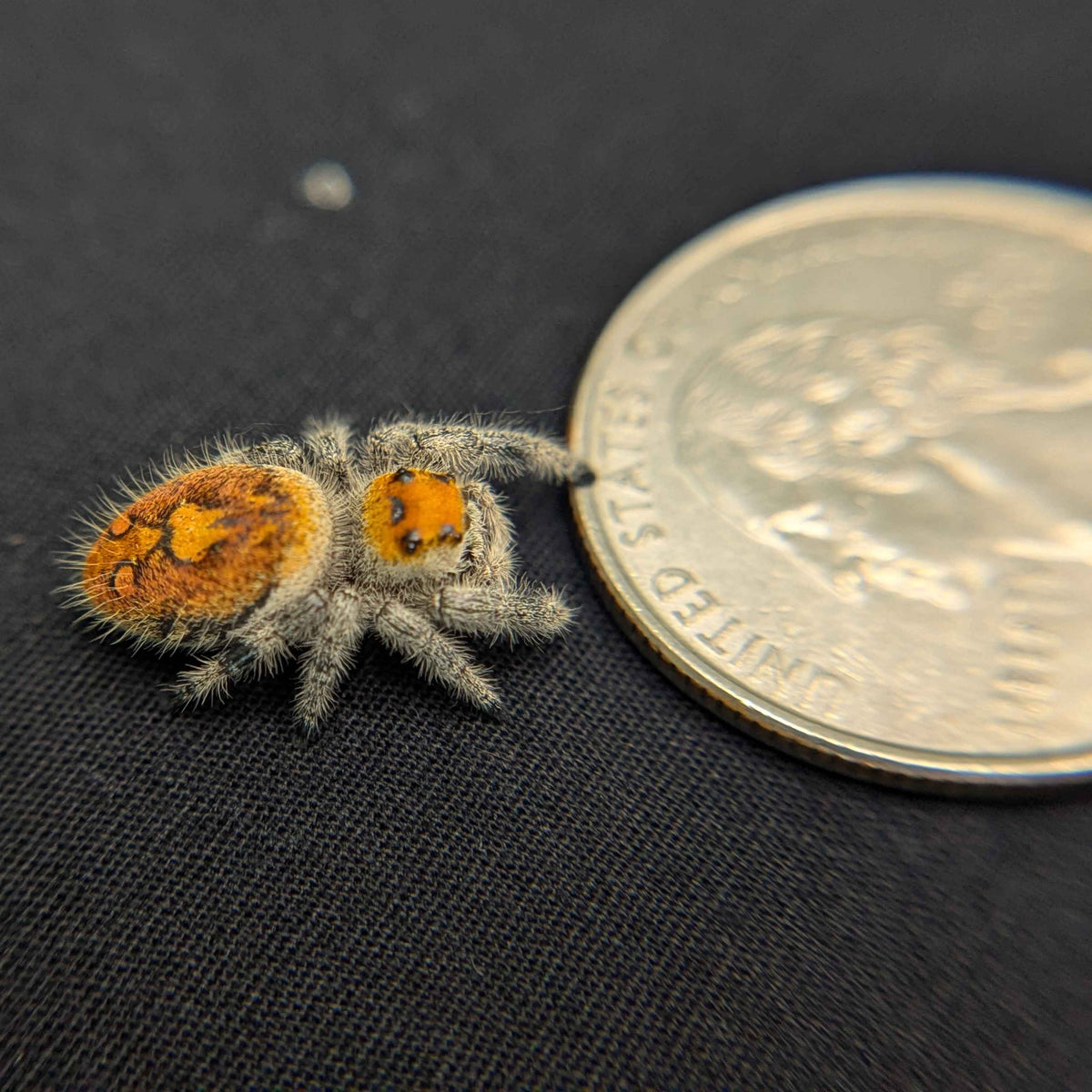 Regal Jumping Spider "Dragon Fruit"
