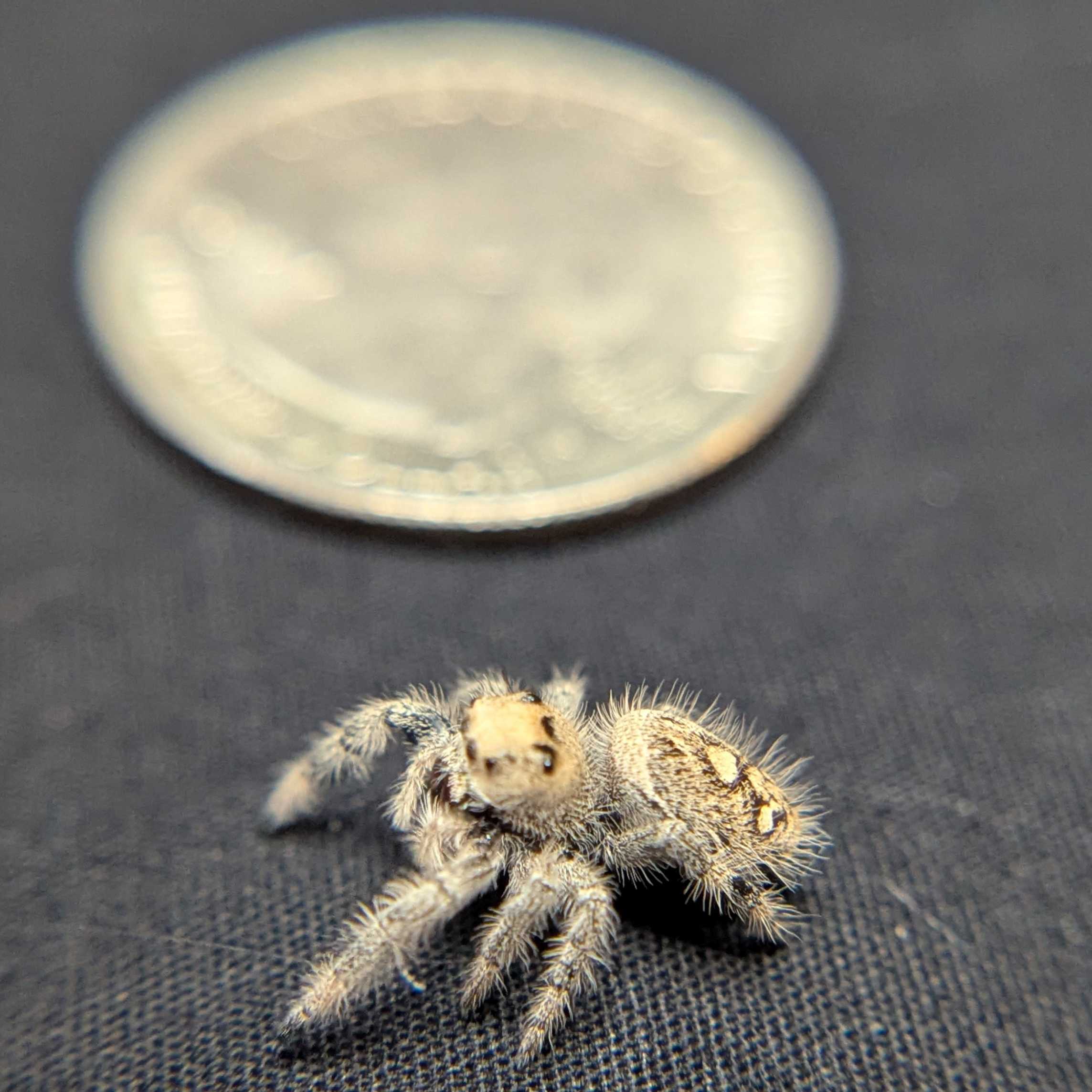 Regal Jumping Spider "Crystal”