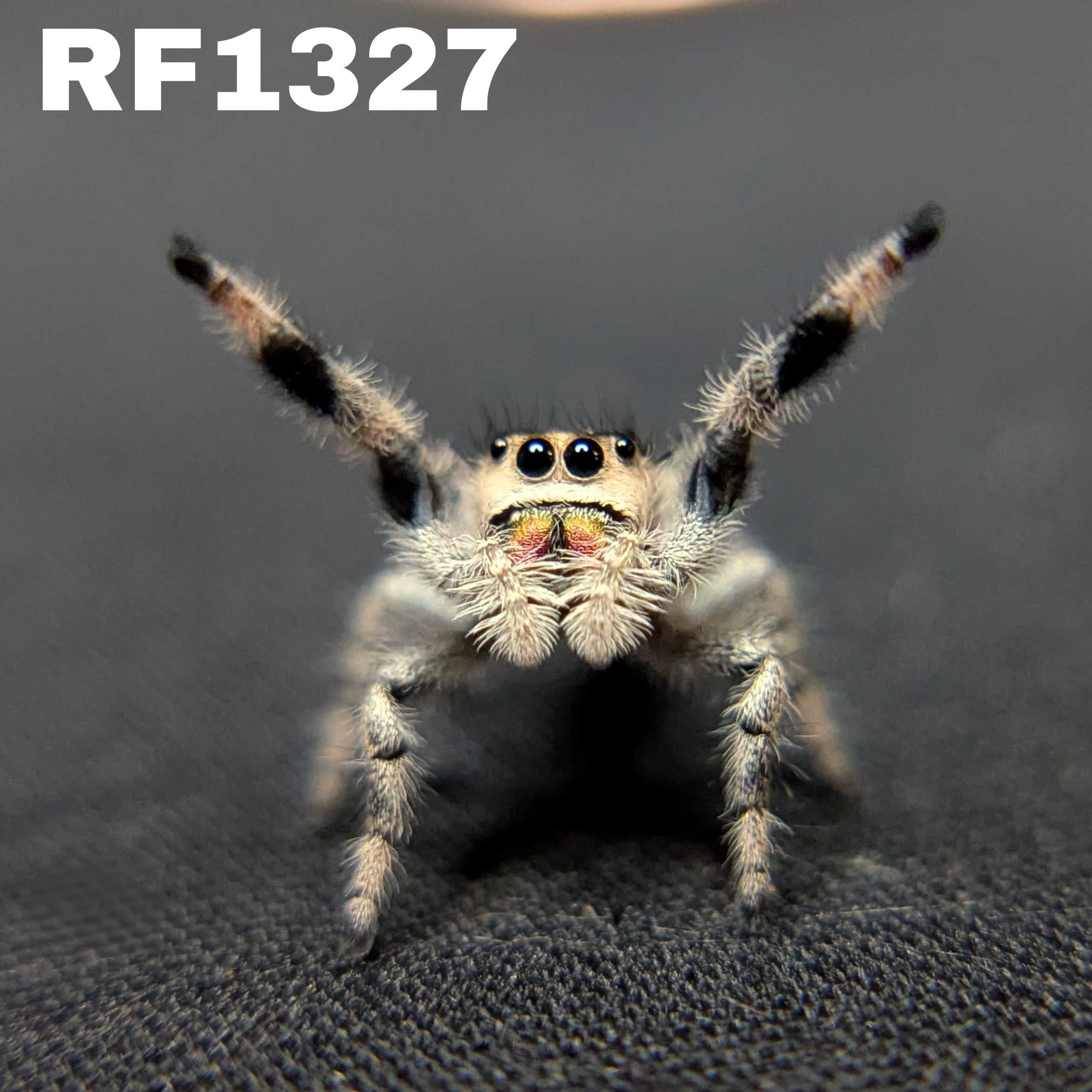 Regal Jumping Spider "Gelato"