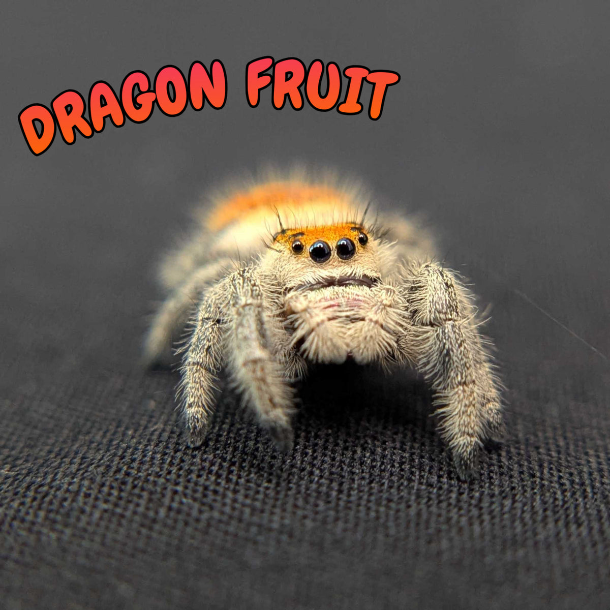 Regal Jumping Spider "Dragon Fruit"