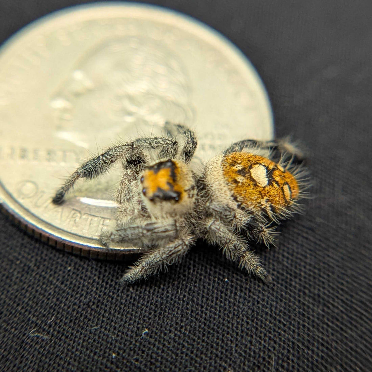 Regal Jumping Spider "Bumble"