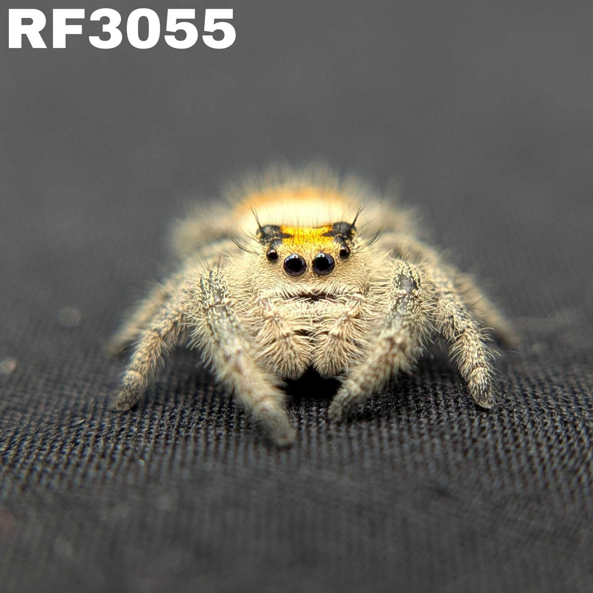 Regal Jumping Spider "Bumble"