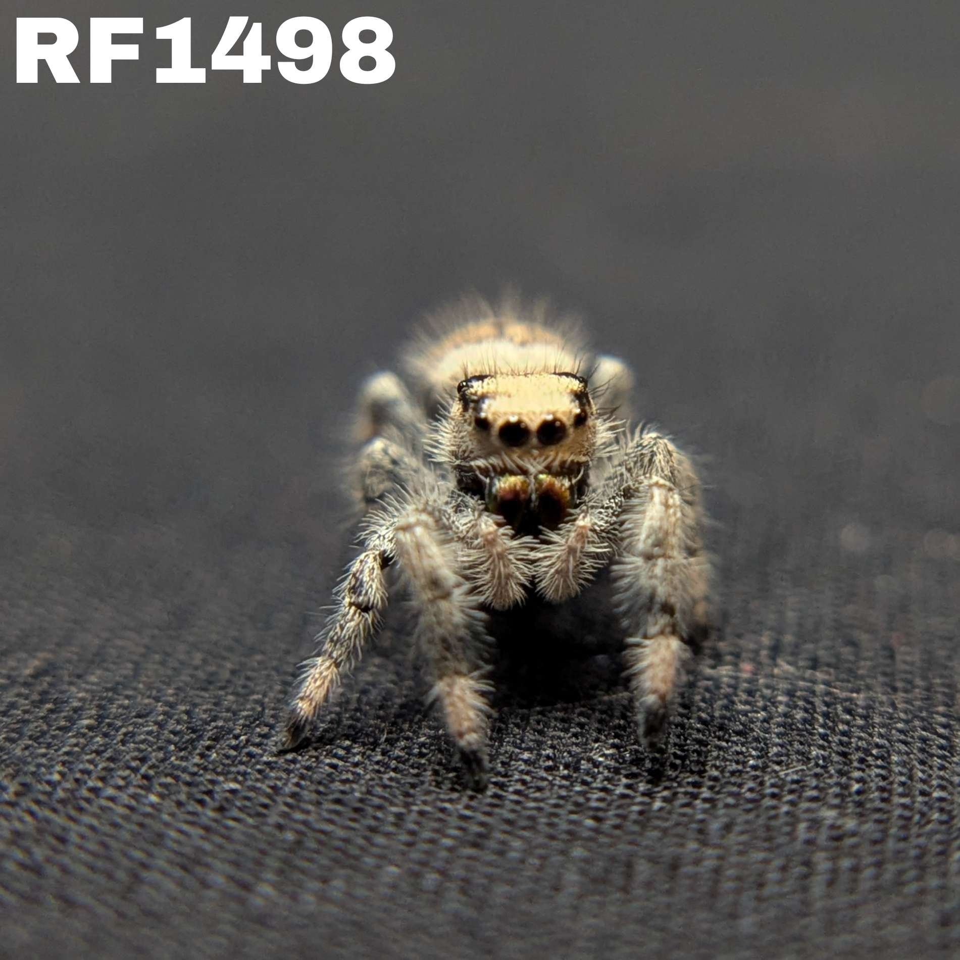 Regal Jumping Spider "Juniper"