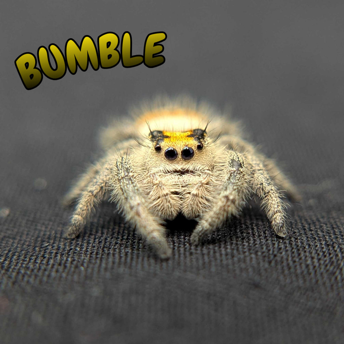Regal Jumping Spider "Bumble"