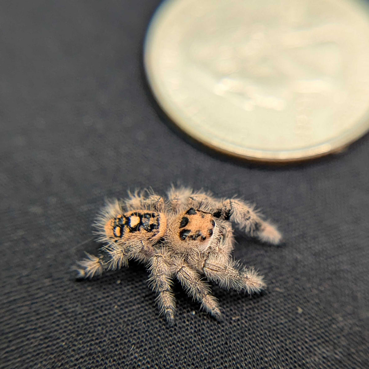 Regal Jumping Spider "Peach"