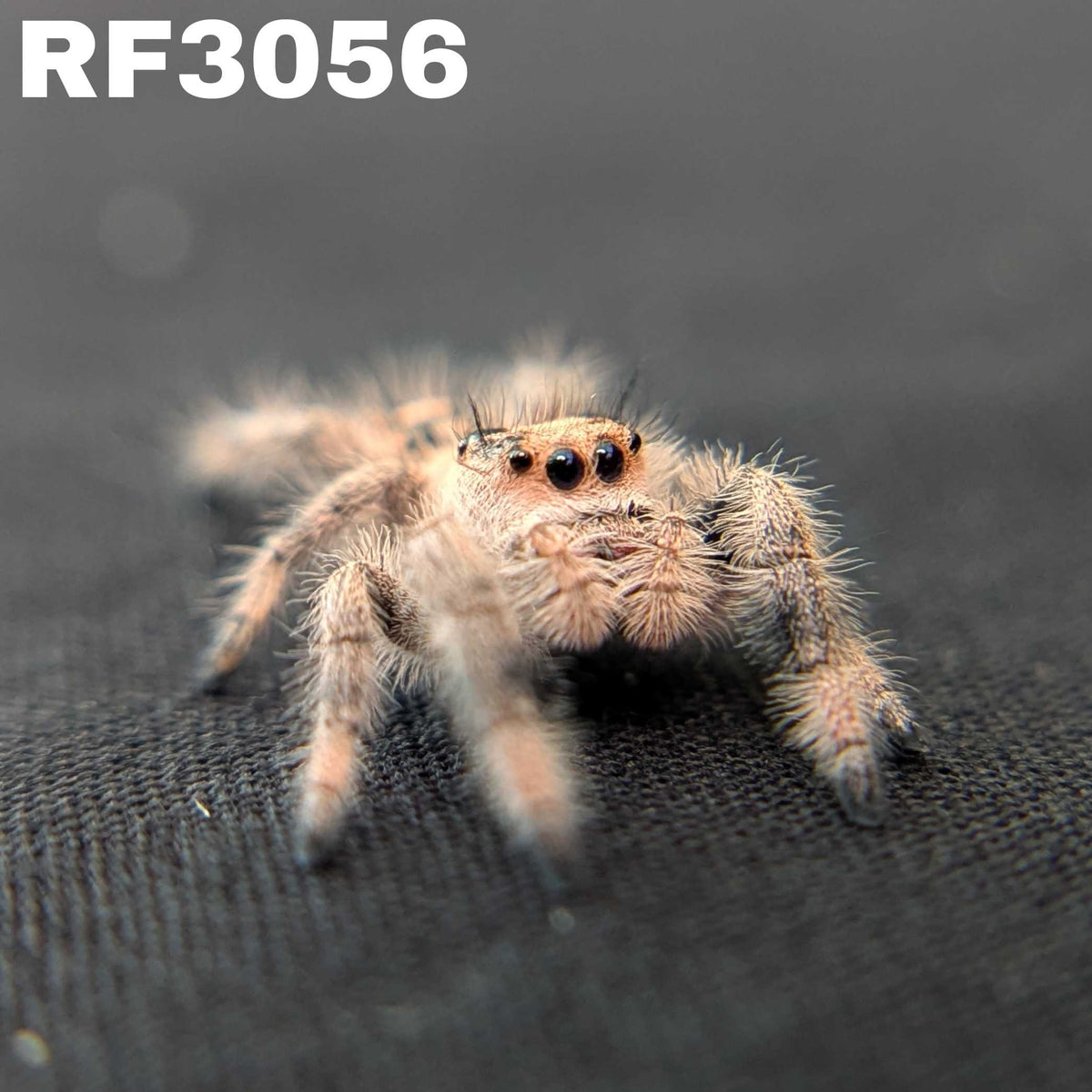 Regal Jumping Spider "Peach"