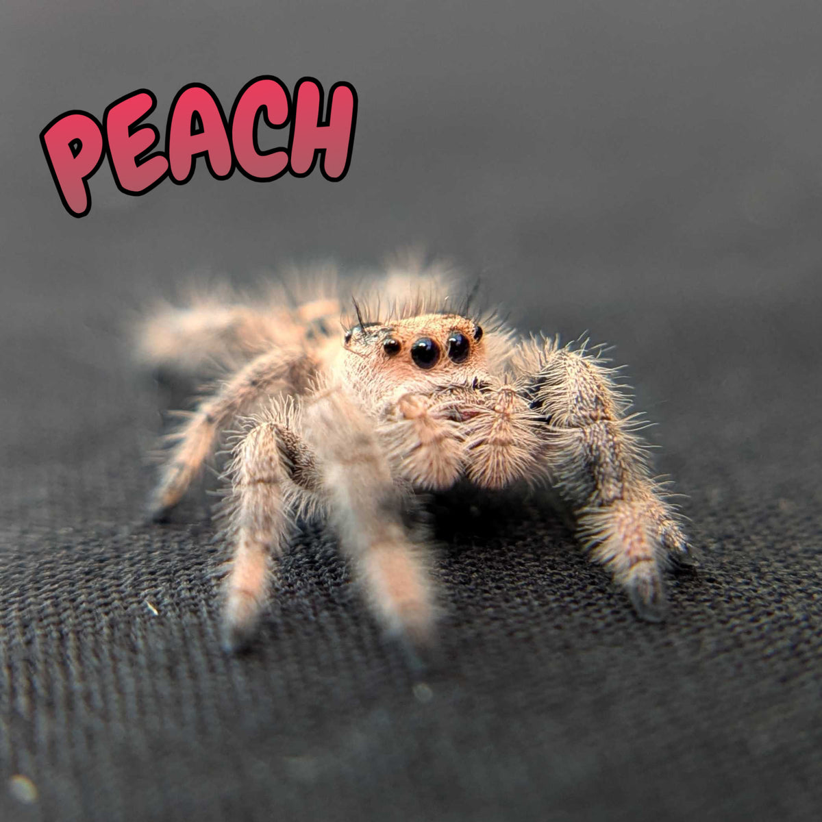 Regal Jumping Spider "Peach"