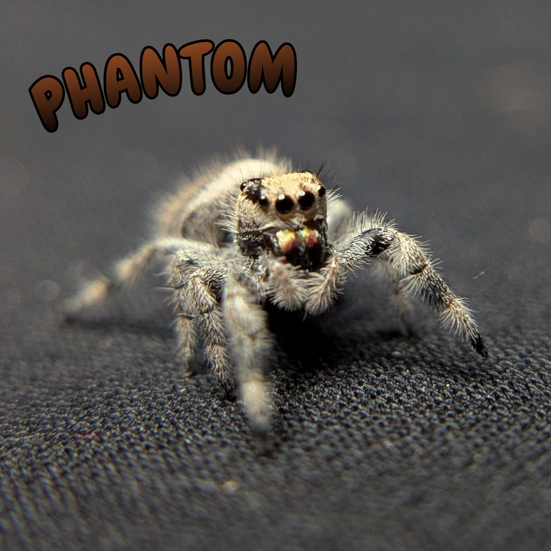 Regal Jumping Spider "Phantom"