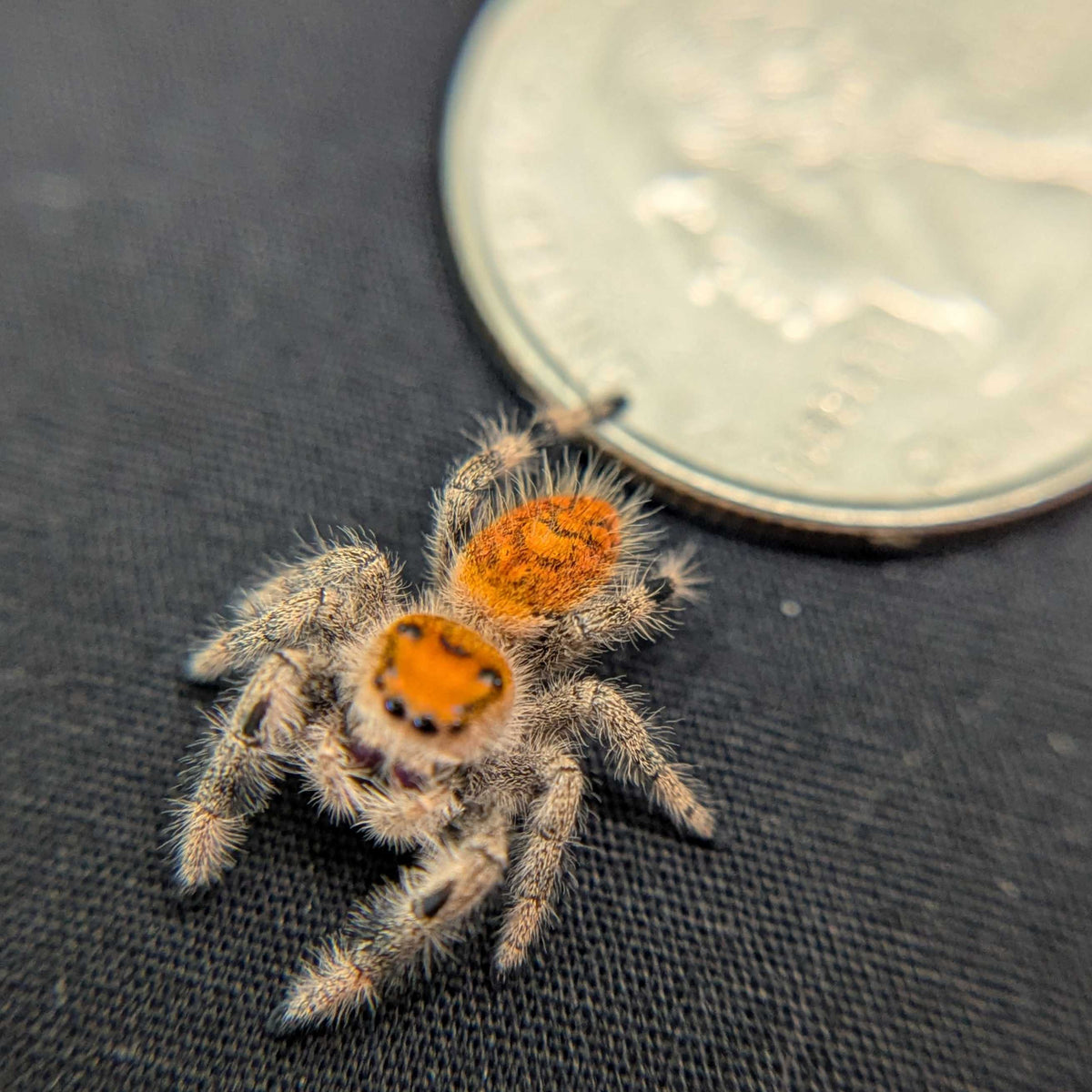 Regal Jumping Spider "Wildberry"