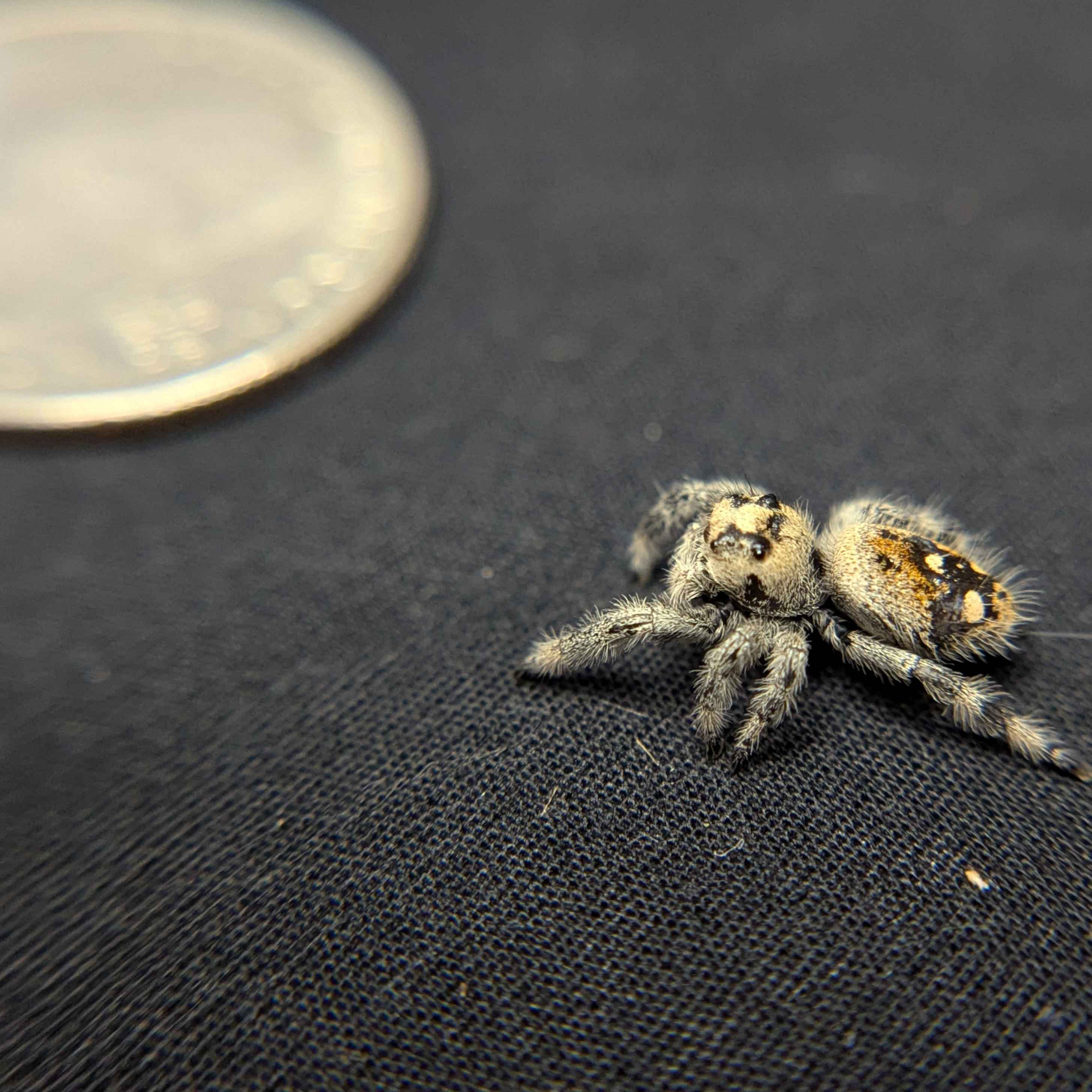 Regal Jumping Spider "Spooky"