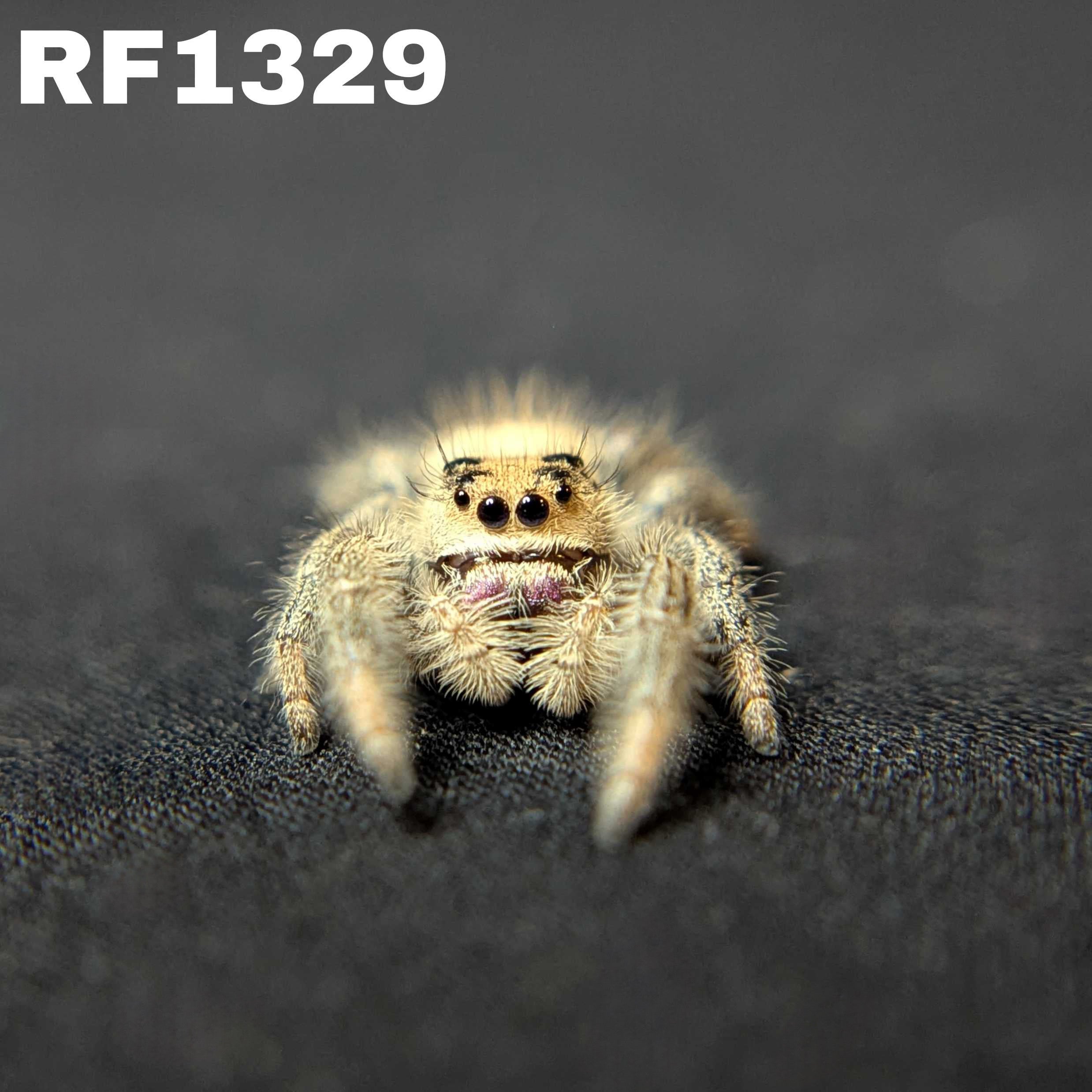 Regal Jumping Spider "Sparkle"