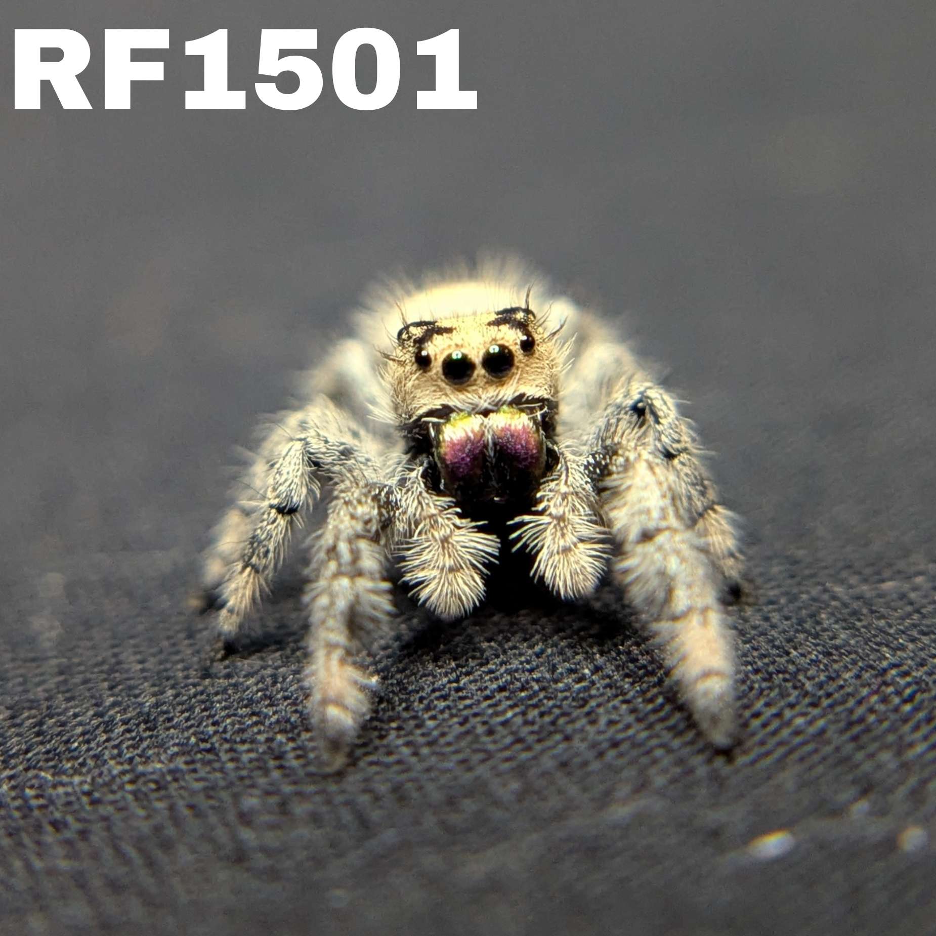 Regal Jumping Spider "Spooky"
