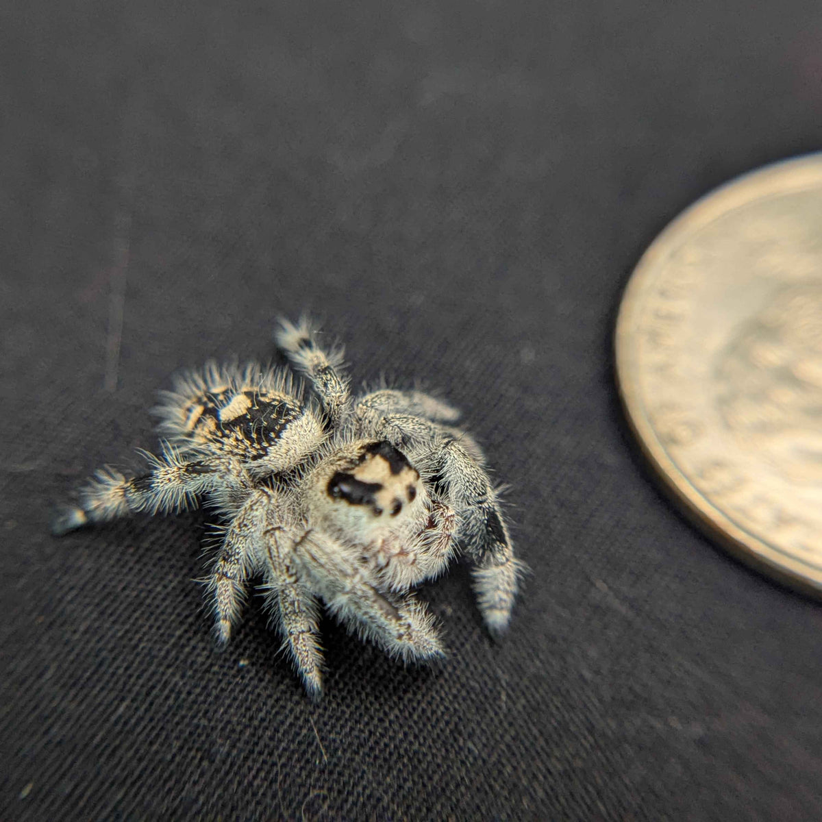 Regal Jumping Spider "Jupiter"
