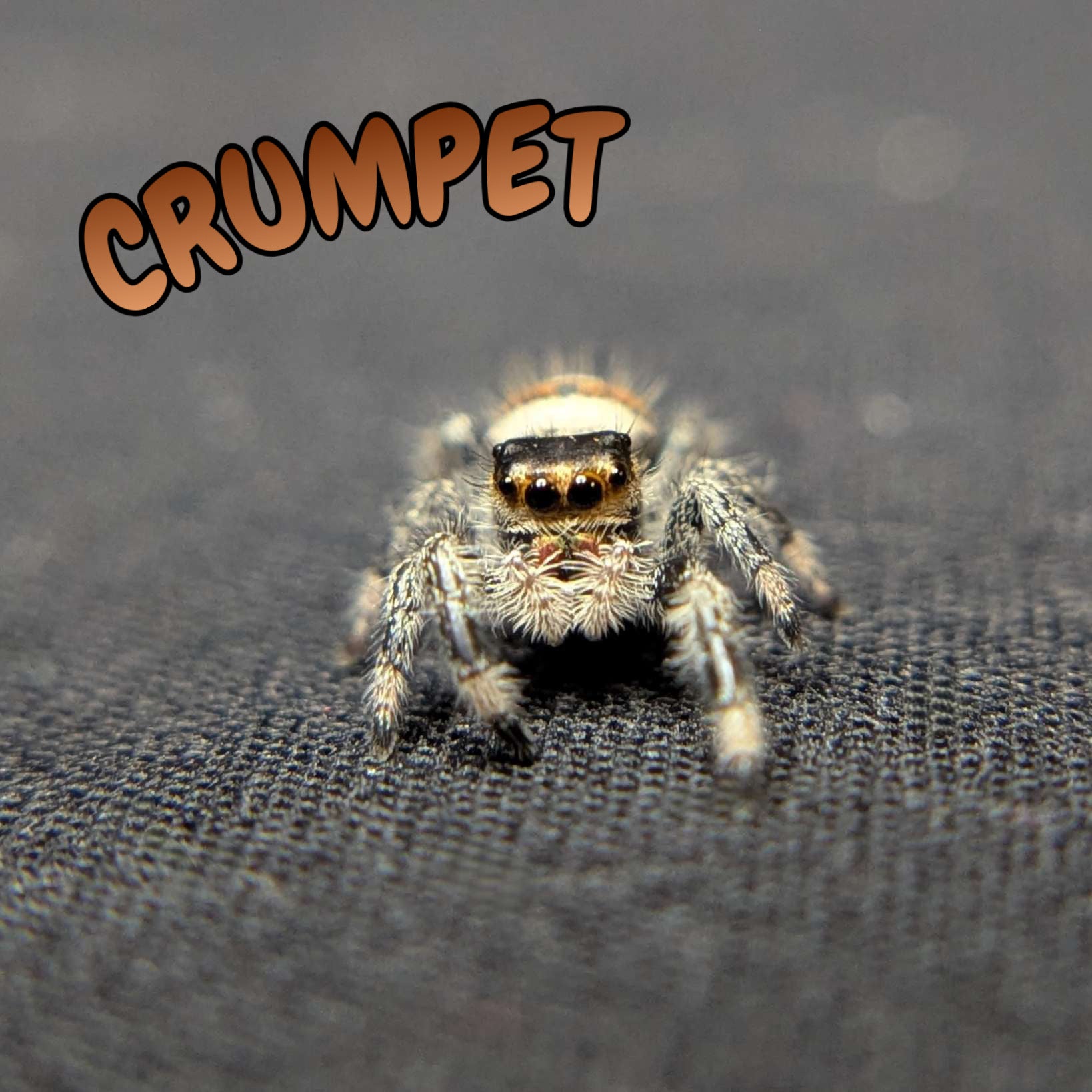 Regal Jumping Spider "Crumpet"