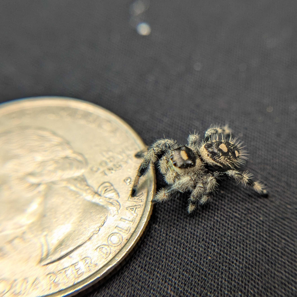 Regal Jumping Spider "Tart"