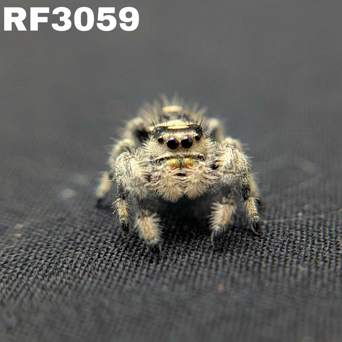 Regal Jumping Spider "Tart"