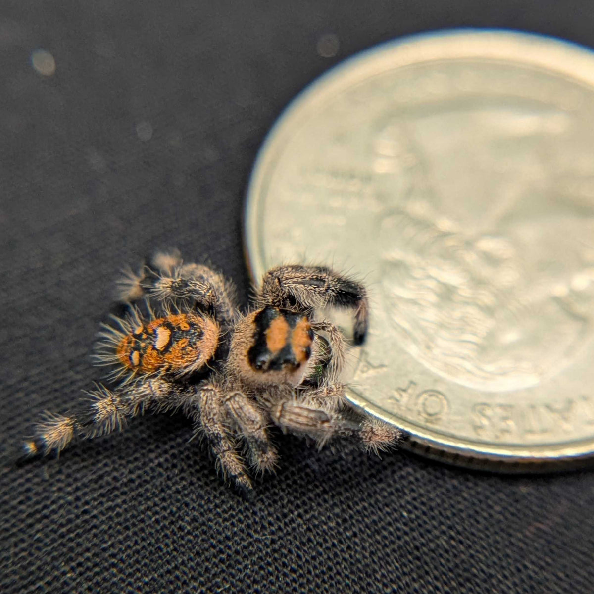 Regal Jumping Spider "Guacamole"