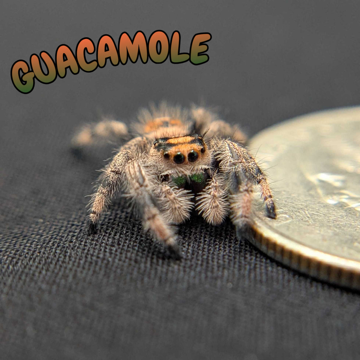 Regal Jumping Spider "Guacamole"