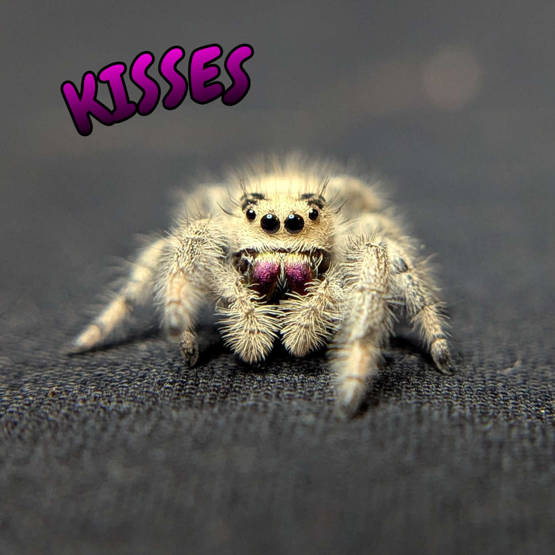 Regal Jumping Spider "Kisses"