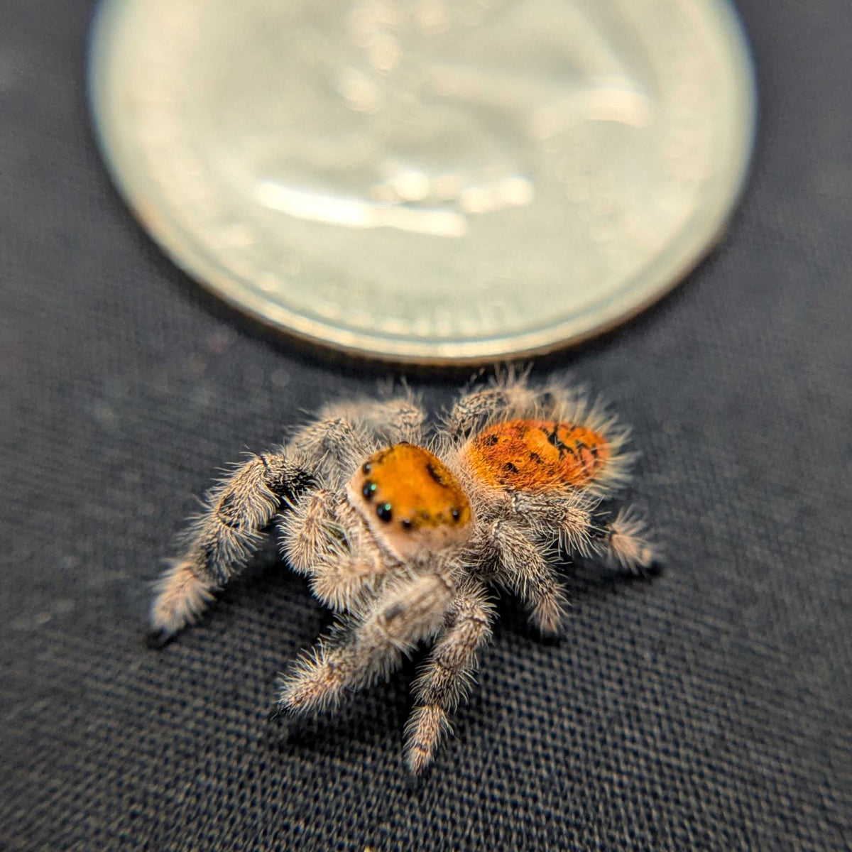 Regal Jumping Spider "Marmalade"