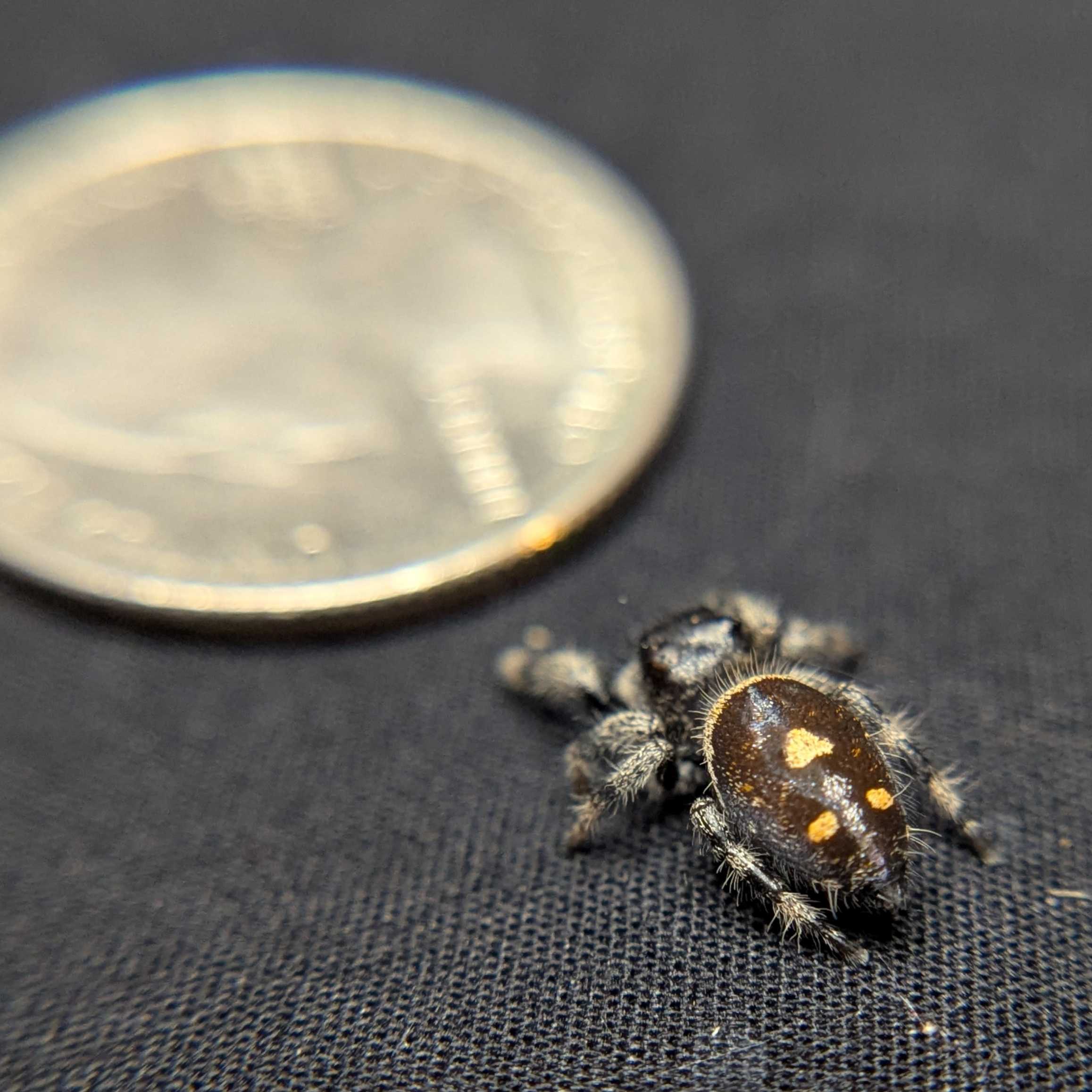 Regal Jumping Spider "Espresso"