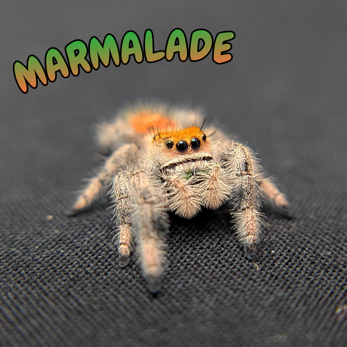 Regal Jumping Spider "Marmalade"