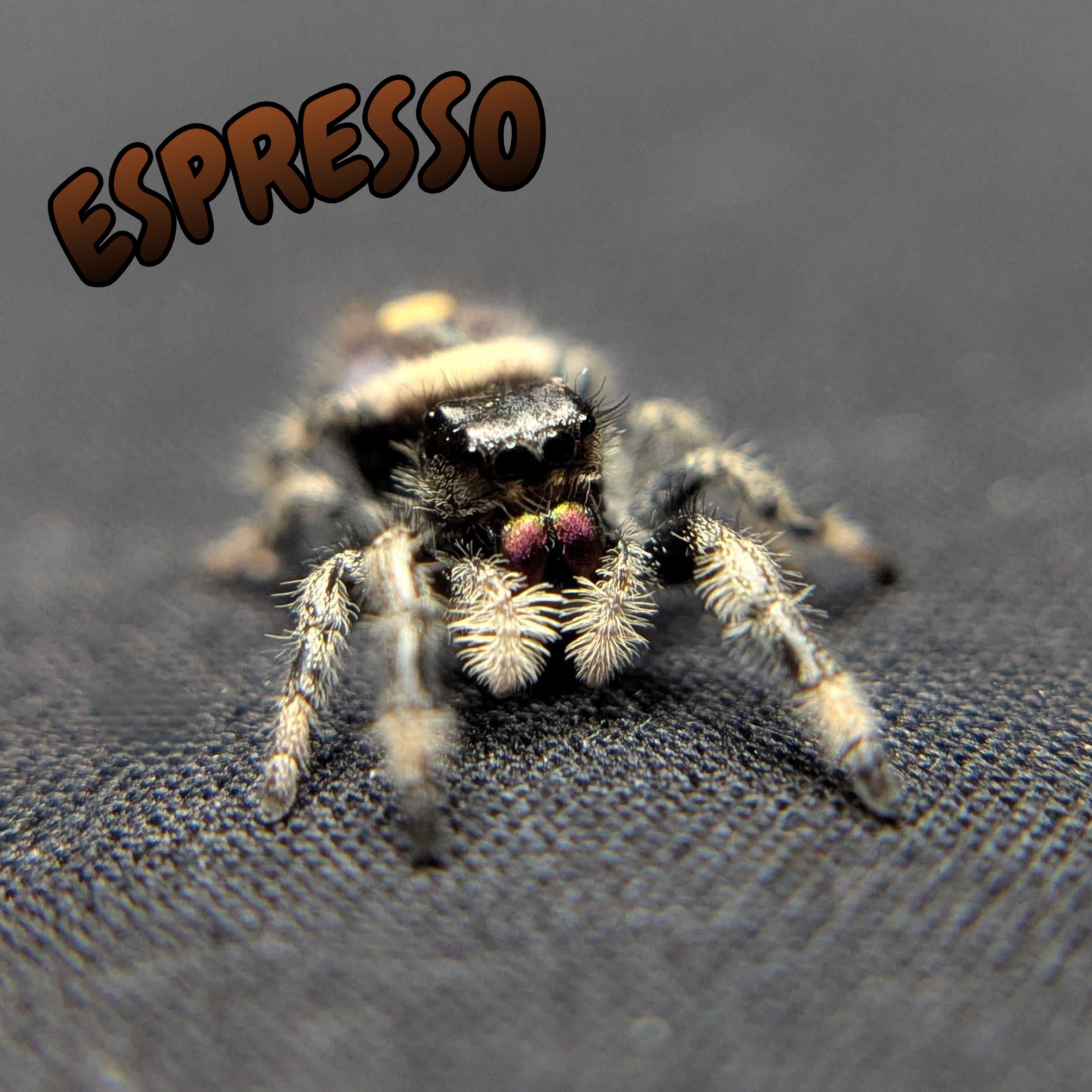 Regal Jumping Spider "Espresso"