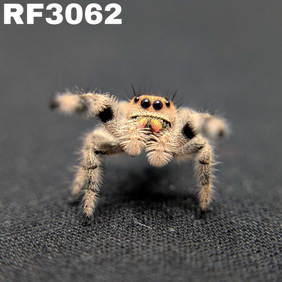 Regal Jumping Spider "Mandarin"