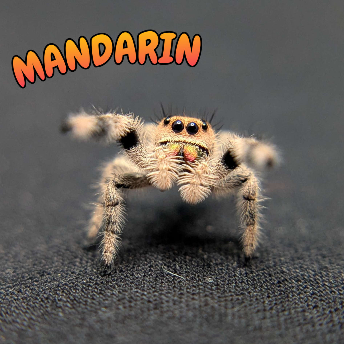 Regal Jumping Spider "Mandarin"