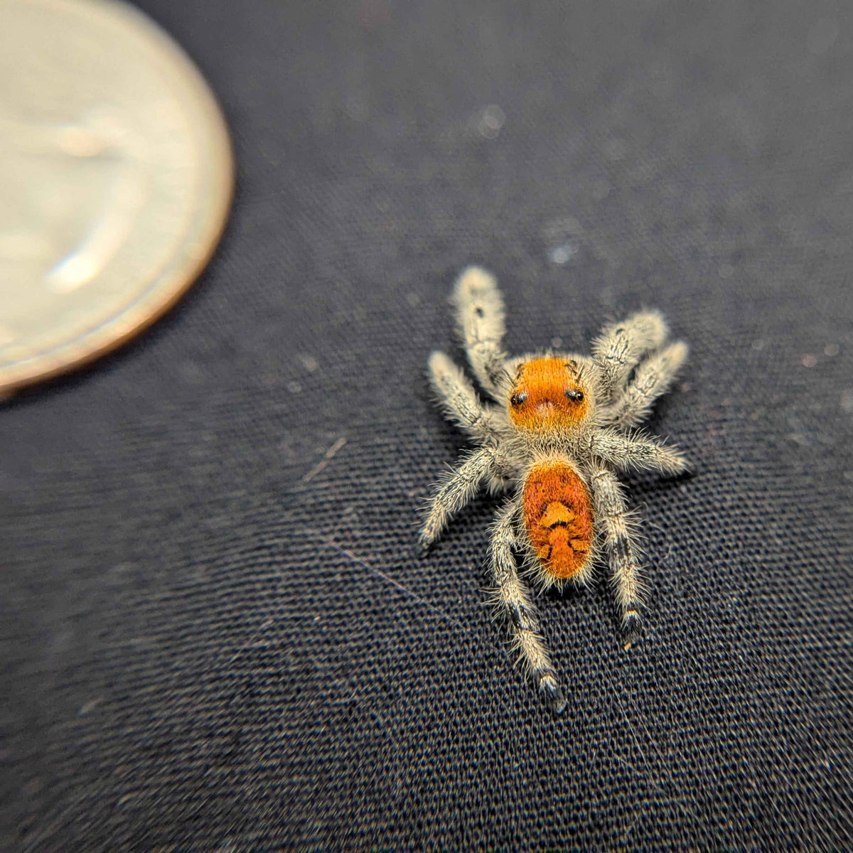 Regal Jumping Spider "Dreamcicle"