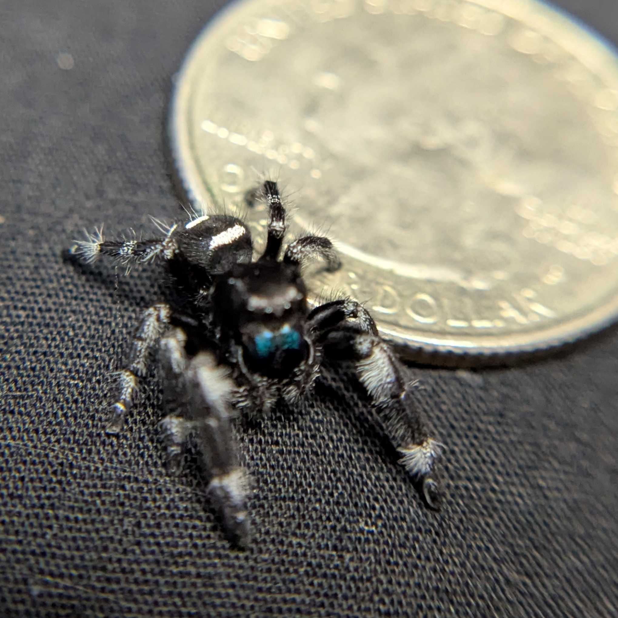 Regal Jumping Spider "Sapphire" (Rare)