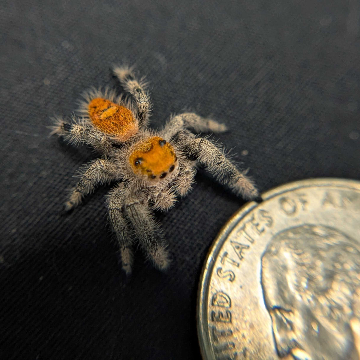 Regal Jumping Spider “Gooseberry”
