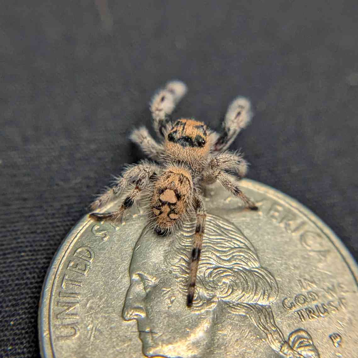 Regal Jumping Spider “Cake Batter”